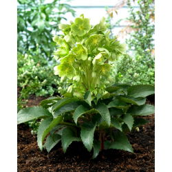 Helleborus, Hellebores Argutifolius - bulb / tuber / rădăcină - Helleborus argutifolius