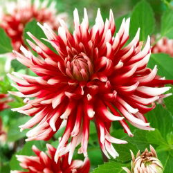 Dahlia Friquolet - ampul / yumru / kök