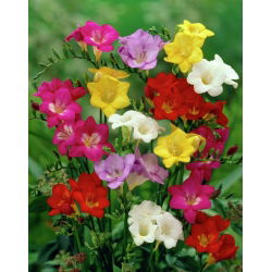 Freesia berbunga tunggal - pilihan warna - paket besar! - 100 pcs - 