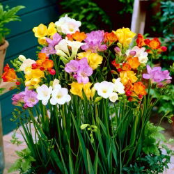 Freesia berbunga tunggal - pilihan warna - paket besar! - 100 pcs - 