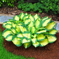 Hosta, muz çiçeği patlamış mısır - ampul / yumru / kök