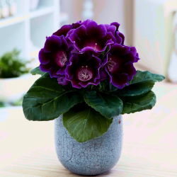 Gloxinia - Hollywood