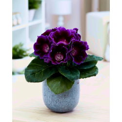 Gloxinia - Hollywood