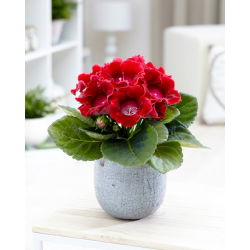 Gloxinia - Defiance