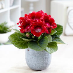 Gloxinia - Defiance