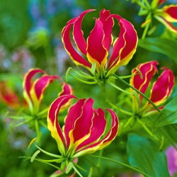 Gloriosa