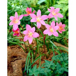 Habranthus Robustus, Brezilyalı Copperlily, Pembe Peri Zambak, Pembe Yağmur Zambak - 10 ampul