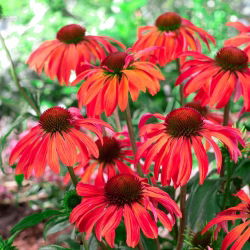 Echinacea, kaloň červený Mangus - květinové cibulky / hlíza / kořen - Echinacea purpurea