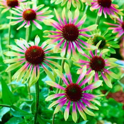 Ехінацея, Coneflower Green Envy - цибулина / бульба / корінь - Echinacea purpurea