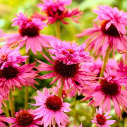 Ехінацея, Конефлер Двоповерховий - цибулина / бульба / корінь - Echinacea purpurea