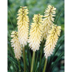 Kniphofia, Red Hot Poker, Tritoma White