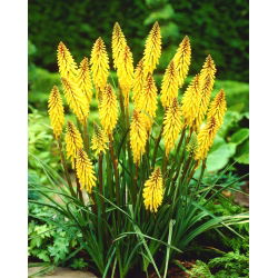 Kniphofia, Red Hot Poker, Tritoma Minister Verschuur