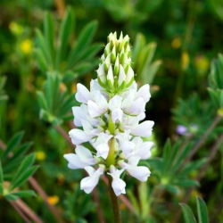 Lupin hẹp hẹp ngọt "Tango" - 25 kg; lupin lá hẹp, lupin xanh - 