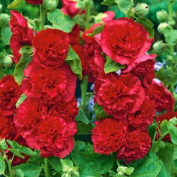 Havestokrose - Red - Rød - Althaea rosea