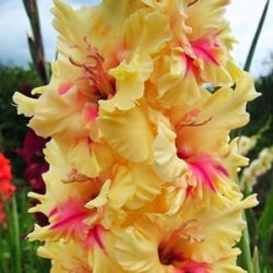 Gladiolus London - 5 bebawang