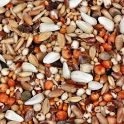 Mix di legumi e foraggio per l'affioramento - 1 kg -  - semi