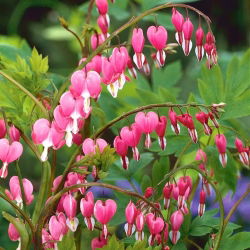 Dicentra, Bleeding Heart Rose - čebulica / gomolj / koren - Dicentra spectabilis