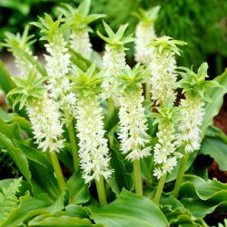 Eucomis Autumnalis - 2 lampu