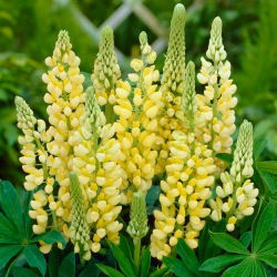 Lupinus, Lupin, Lupin luster - lukovica / gomolj / korijen - Lupinus polyphyllus