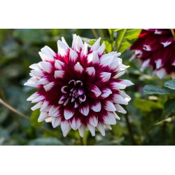 Dahlia Duet