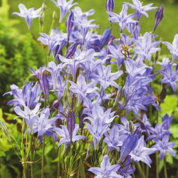 Lança de Ithuriel, Triteleia - Rainha Fabiola - 10 peças; Brodiaea, triteleia comum, amendoim - 