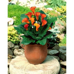 Calla Mango; arum lily, calla lily