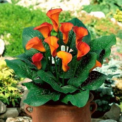Calla Mango; arum lily, calla lily
