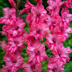 Gladiolus Kingston - 5 pcs