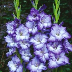 Gladiolus Triton - 5 pcs