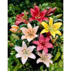 Lily mix - 30 ks - 