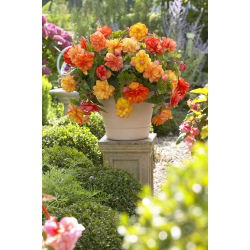 Begonia "Golden Balcony" - květy v teplých barvách - 2 szt - 