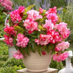 Begonia "بالکن صورتی" - شکوفا در سایه های مختلف صورتی - 2 قطعه - 