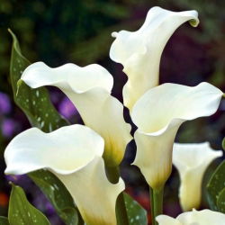 Calas, Alcatraces, Cartuchos - Albomaculata - Zantedeschia