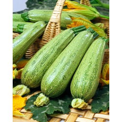 Бучка "Нимба" - 100 г; тиквице -  Cucurbita pepo - семе