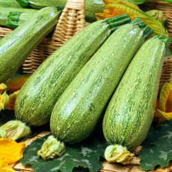 Бучка "Нимба" - 100 г; тиквице -  Cucurbita pepo - семе