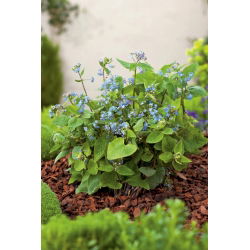 Brunnera Macrophylla