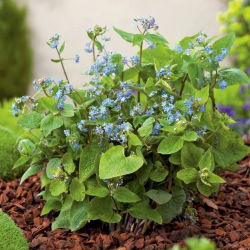 Brunnera Macrophylla