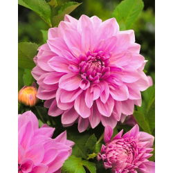 Hoa oải hương hoàn hảo - củ / củ / rễ - Dahlia