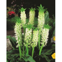 Eucomis Autumnalis - 2 lampu