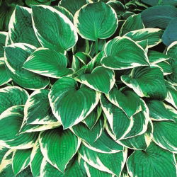 Funkiasläktet - Fortunei Francee - Hosta