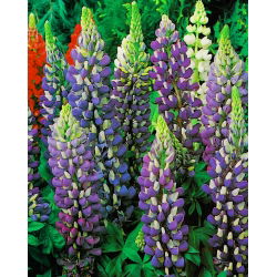 Lupinus, Lupin, Lupin Plavi - lukovica / gomolj / korijen - Lupinus hybridus