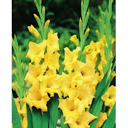 Gladiolus Nova Lux - 5 ampul