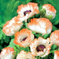 Оријентални мак - Пицотее - 1 ком - Papaver orientale