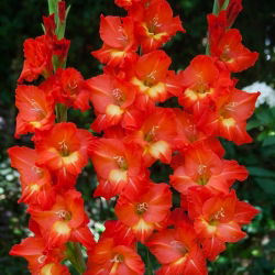 Gladiolus Nikita - 5 ampul