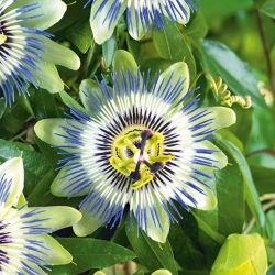 The Blue Passion Flower seeds - Passiflora caerulea - 22 seeds