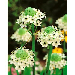 Ornithogalum saundersiae
