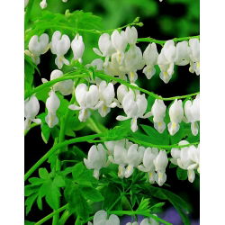 Dicentra, Bleeding Heart Alba - čebula / gomolj / koren - Dicentra spectabilis