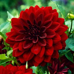 Dahlia Arabian Night