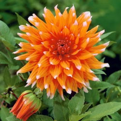 Dahlia Colour Spectacle