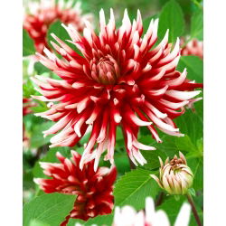 Dahlia Friquolet - ampul / yumru / kök